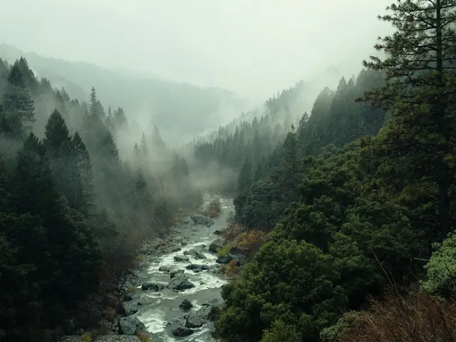 森林中的溪流与雾气